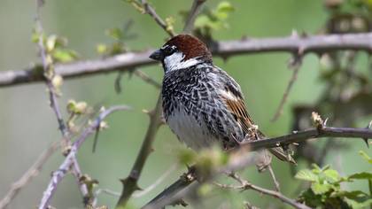 Spanish Sparrow