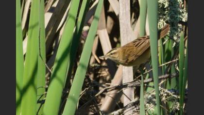 Sedge Warbler