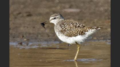 Wood Sandpiper
