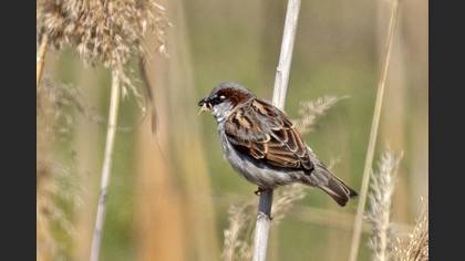 House Sparrow