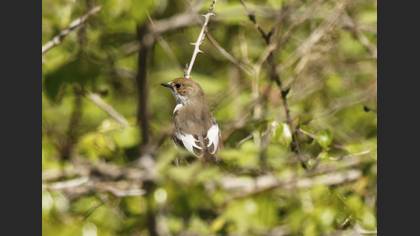 European Pied Flycatcher