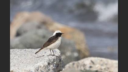 Finsch`s Wheatear