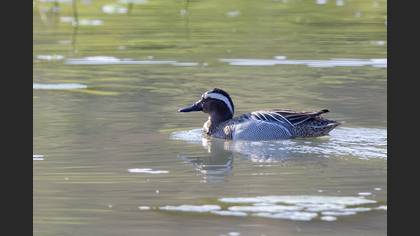 Garganey