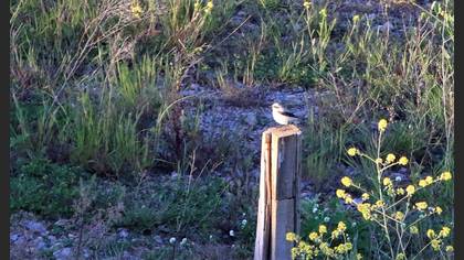 Northern Wheatear
