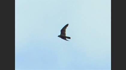 Peregrine Falcon