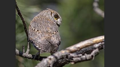 Eurasian Scops Owl