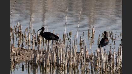 Glossy Ibis