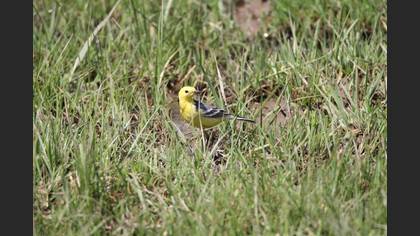 Citrine Wagtail