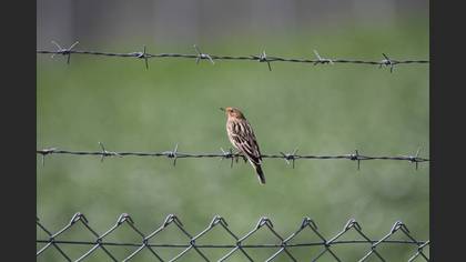 Red-throated Pipit