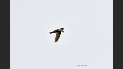 Pallid Swift
