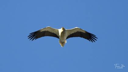 Egyptian Vulture