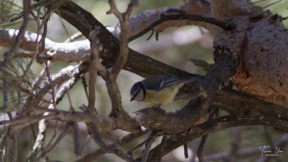 Eurasian Blue Tit