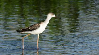 Black-winged Stilt
