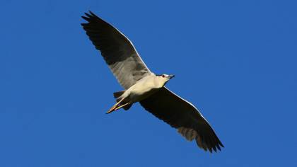 Black-crowned Night Heron