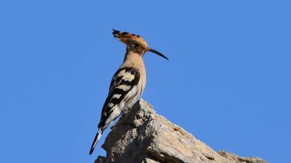 Common Hoopoe