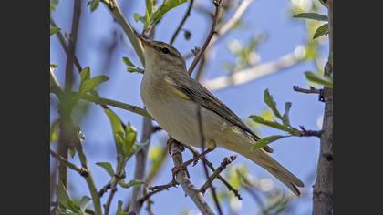Willow Warbler