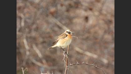Whinchat