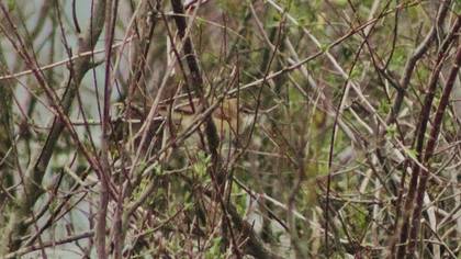 Great Reed Warbler
