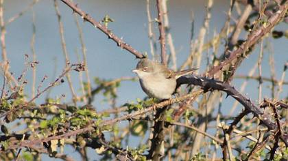 Common Whitethroat