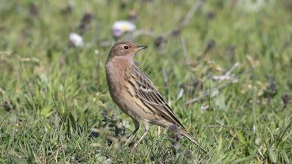 Red-throated Pipit