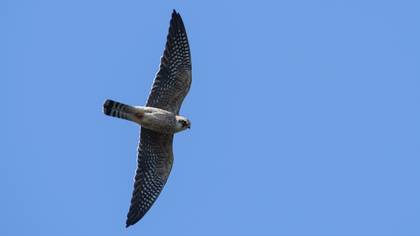 Red-footed Falcon