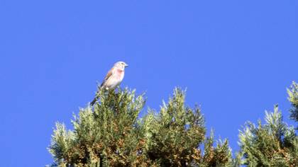 Common Linnet