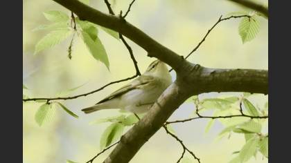 Wood Warbler