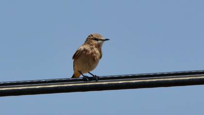 Isabelline Wheatear