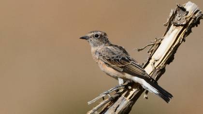 Black-eared Wheatear