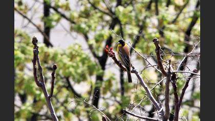 Black-headed Bunting