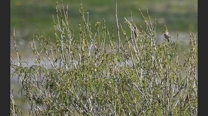 Corn Bunting