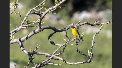Black-headed Bunting