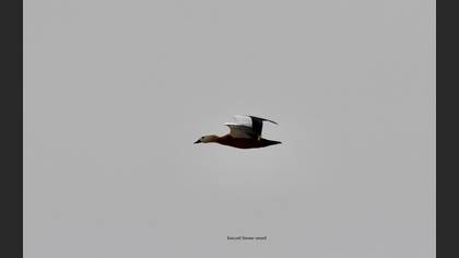Ruddy Shelduck