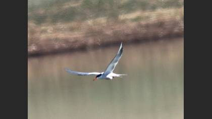 Common Tern