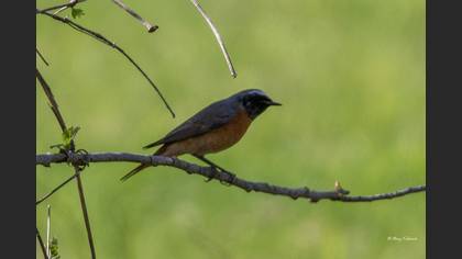Common Redstart