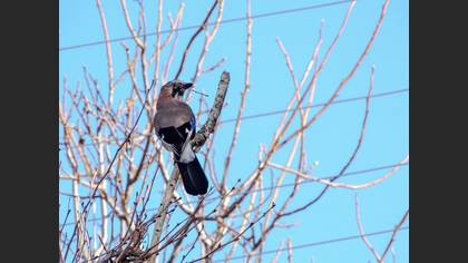 Eurasian Jay