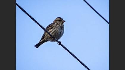 Rock Sparrow