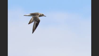 Grey Plover