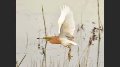 Squacco Heron