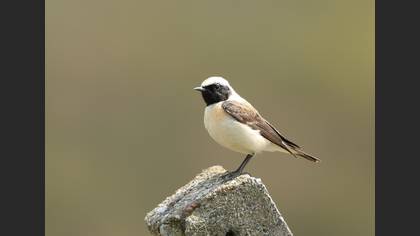 Black-eared Wheatear