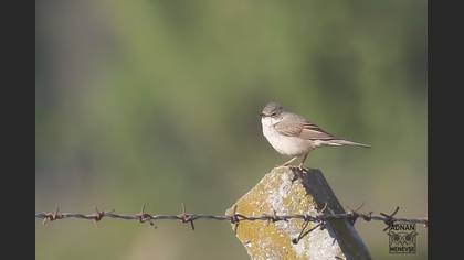 Common Whitethroat