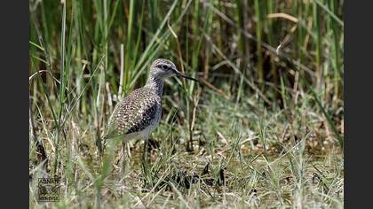 Wood Sandpiper