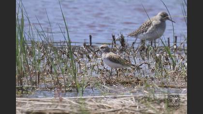 Little Stint