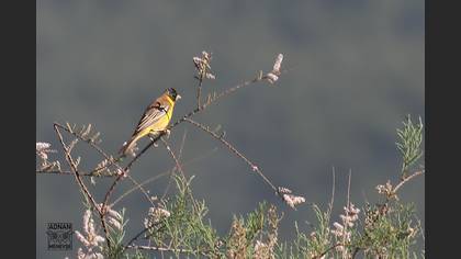 Black-headed Bunting