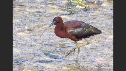 Glossy Ibis