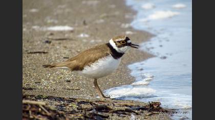 Little Ringed Plover