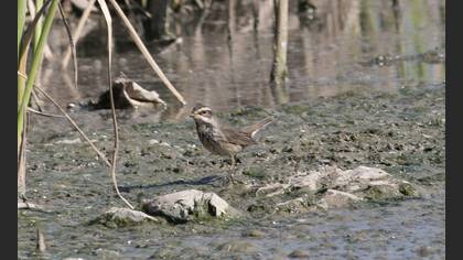 Bluethroat