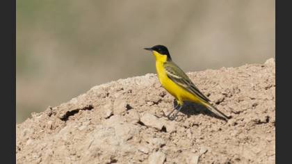 Western Yellow Wagtail