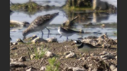 Common Ringed Plover