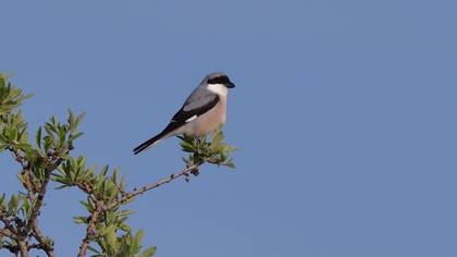 Lesser Grey Shrike